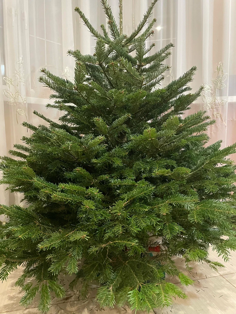 Ёлка Дмитрий Соколов 2